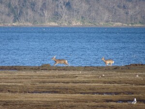 ４日目　望遠レンズ拡大